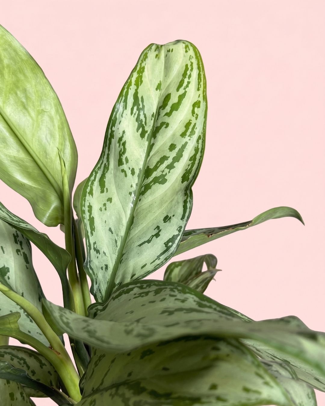 Aglaonema Silver Queen M