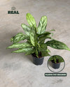 Aglaonema Silver Queen M