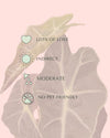Alocasia Amazónica Mini care