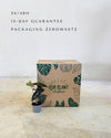 Alocasia Amazónica Mini packaging