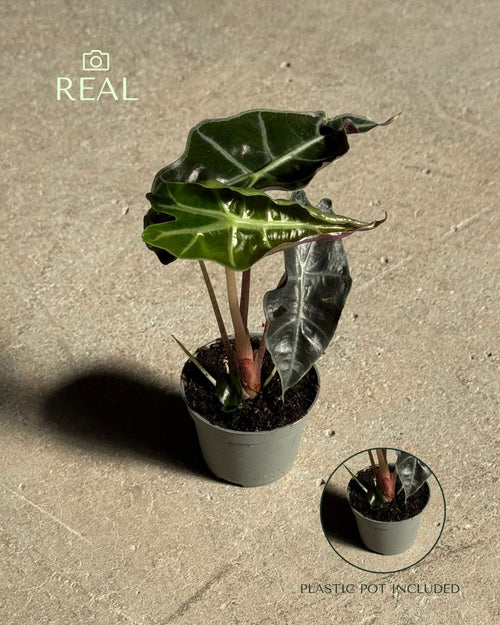 Alocasia Amazónica Mini real
