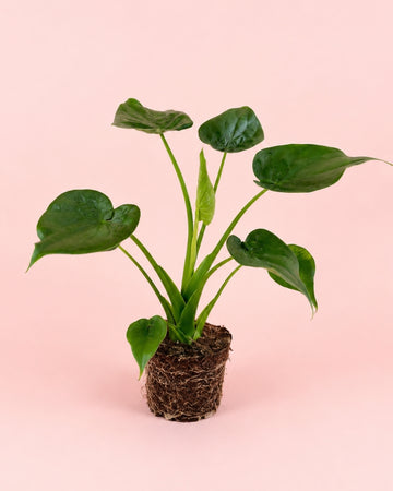 Alocasia Cucullata M