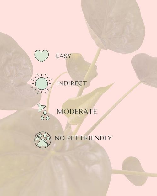 Alocasia Cucullata m care