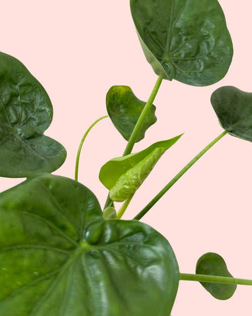 Alocasia Cucullata m detail