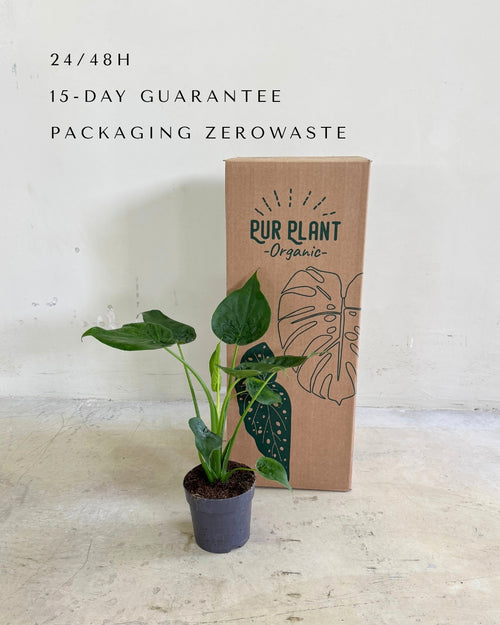 Alocasia Cucullata m packaging