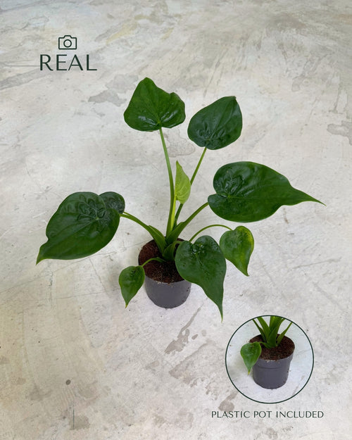 Alocasia Cucullata m real