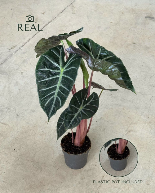  Alocasia Pink Dragon real