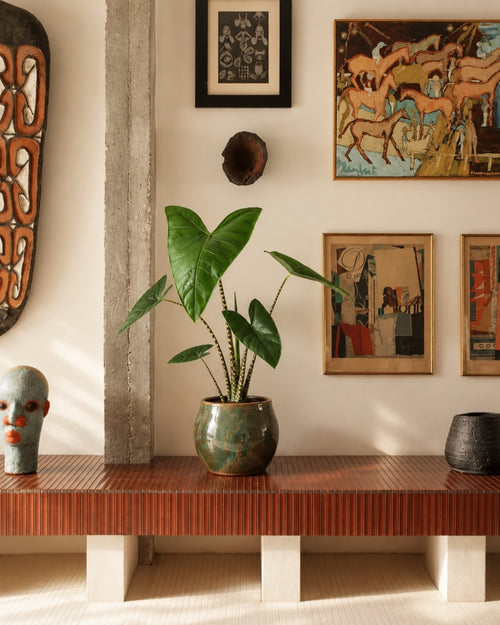 Alocasia Zebrina M context