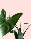 Alocasia Zebrina M detail