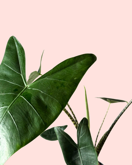 Alocasia Zebrina M detail