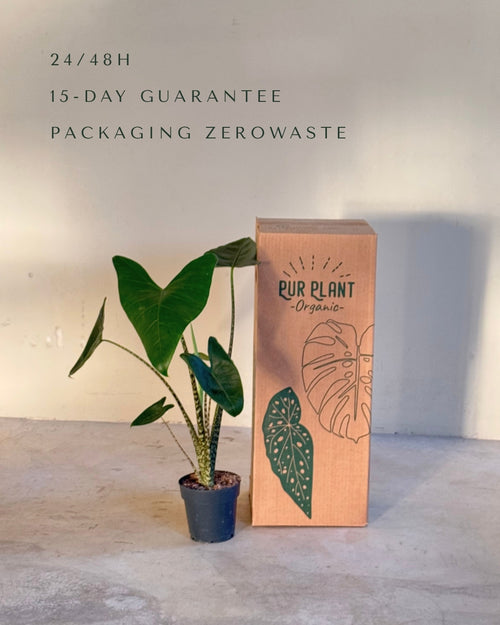 Alocasia Zebrina M packaging