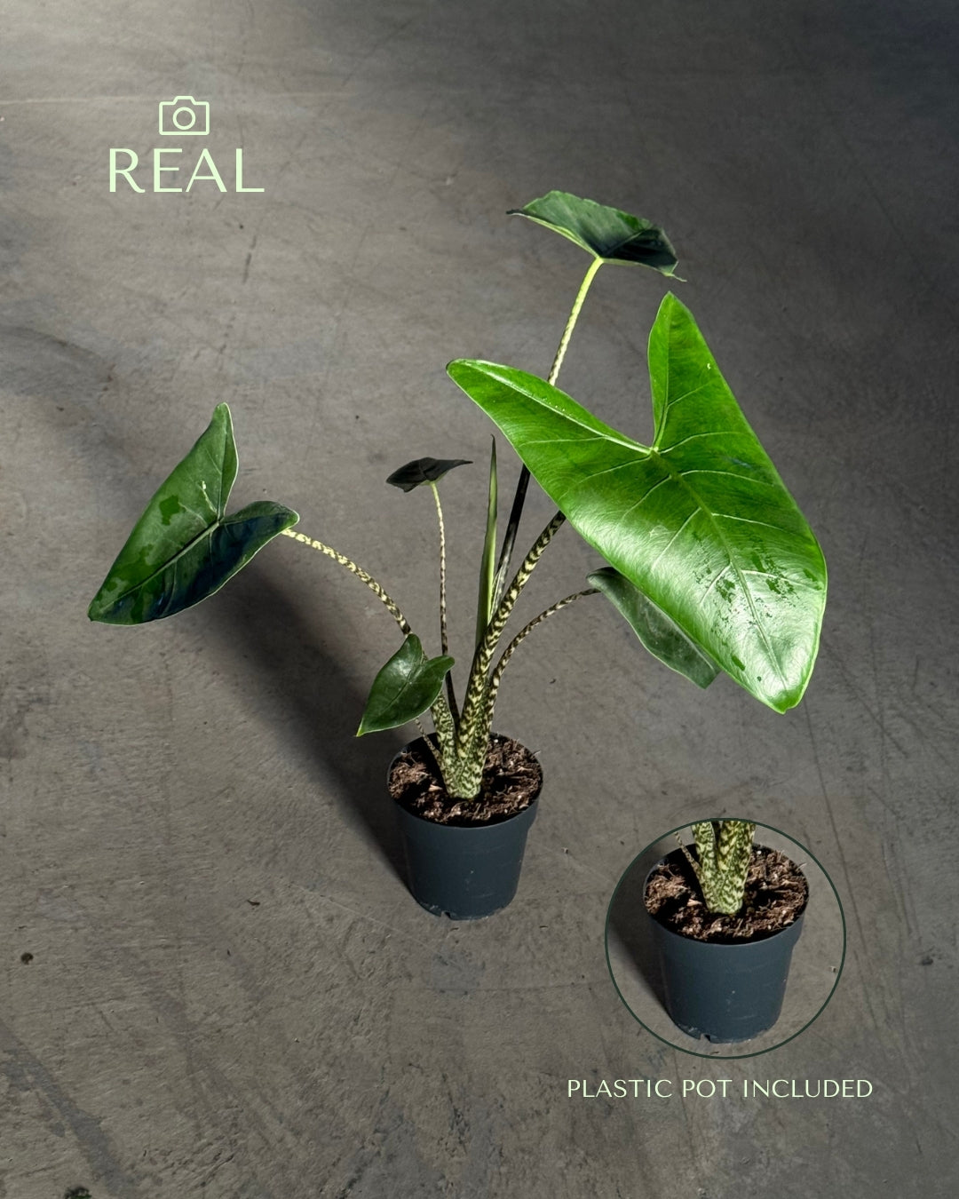 Alocasia Zebrina M real