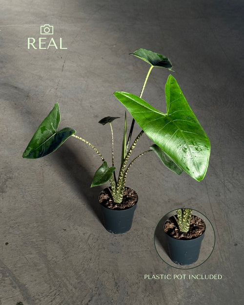 Alocasia Zebrina M real
