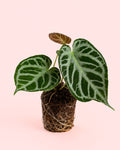 Anthurium Silver Blush M