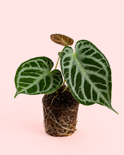 Anthurium Silver Blush M