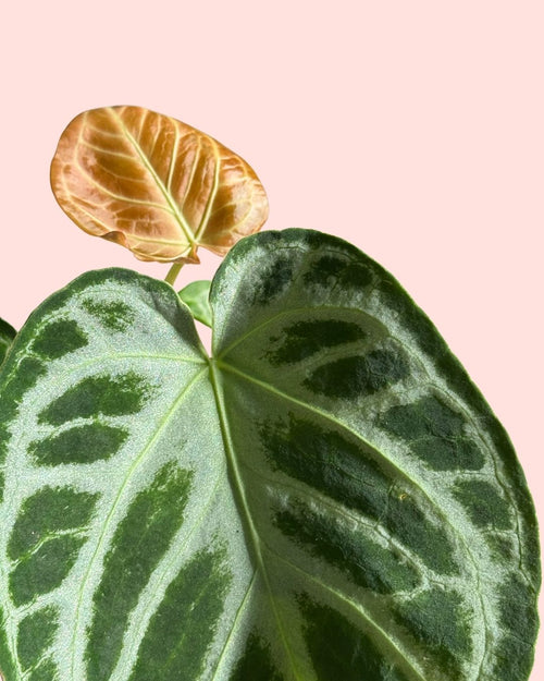 Anthurium Silver Blush detail