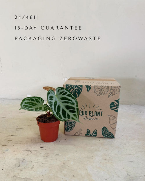 Anthurium Silver Blush packaging