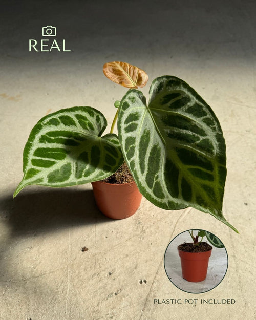 Anthurium_Silver_Blush_real