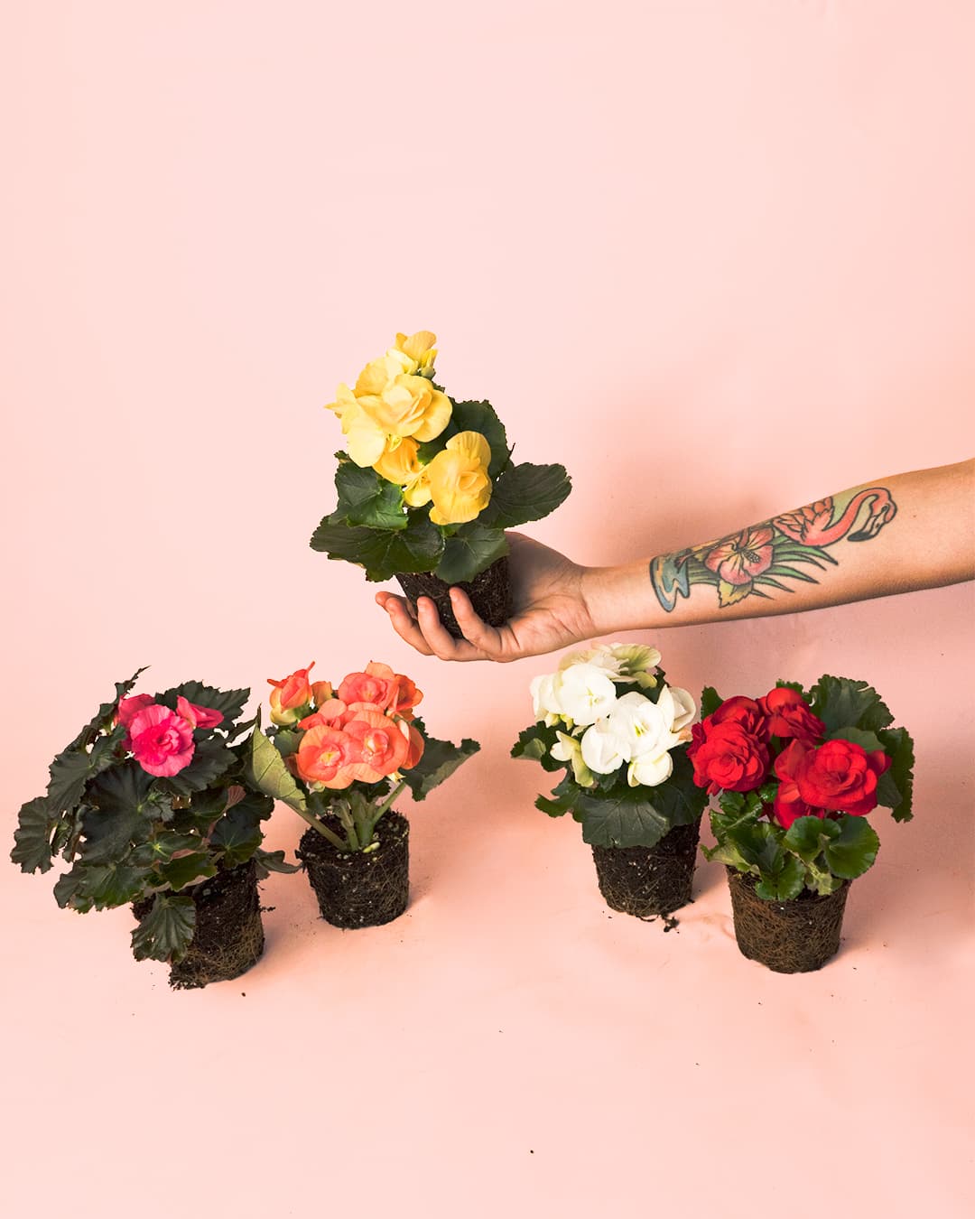 Begonia-Eliator-Mix-Mini-1