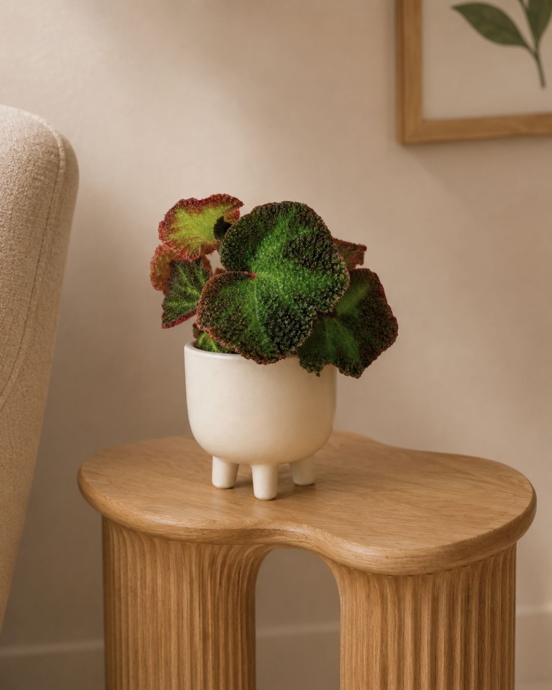 Begonia-rex-frog-mini-context