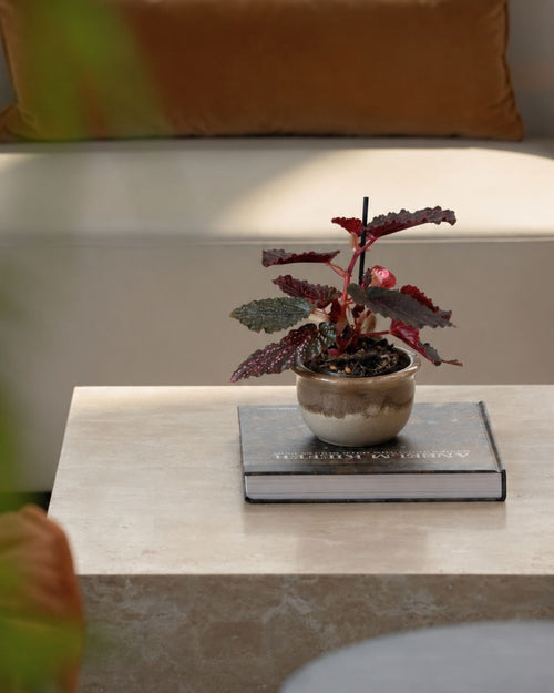 Begónia Rex Pink Spot Mini