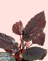 Begónia Rex Pink Spot Mini