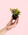 Begonia Amphioxus Mini