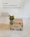 Begonia Amphioxus Mini packaging