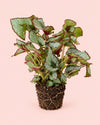 Begonia Caracol L