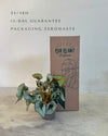 Begonia Caracol L packaging