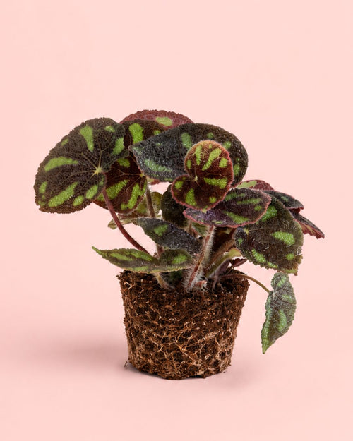 Begonia Masoniana Rock