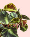 Begonia Rex Frog Cleopatrae Mini detail