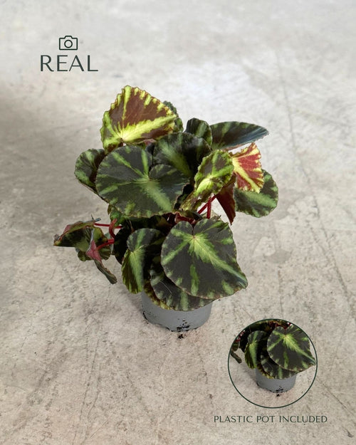 Begonia Rex Frog Cleopatrae Mini real