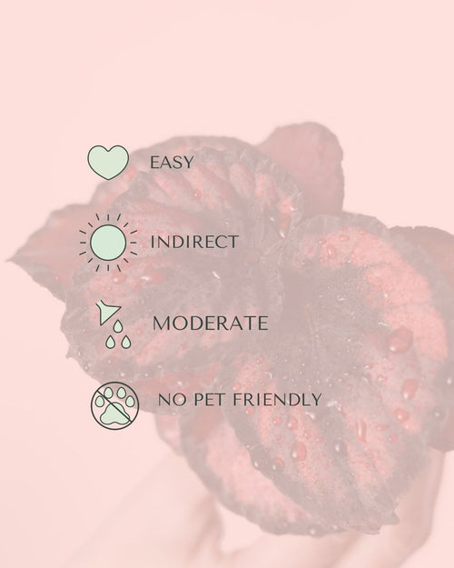 Begonia Rex Red Kiss Mini care