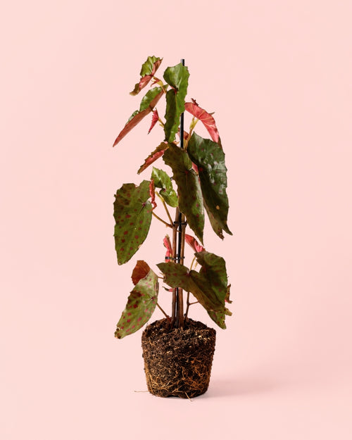 Begonia Rosa - Amphioxus Malachosticta