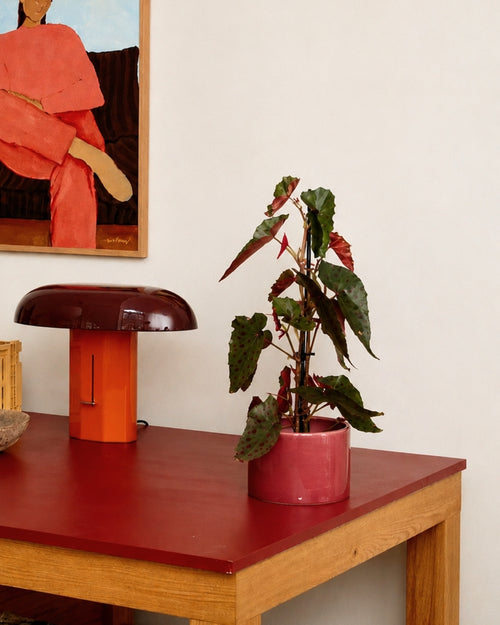 Begonia Rosa - Amphioxus Malachosticta context