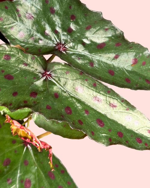 Begonia Rosa - Amphioxus Malachosticta detail