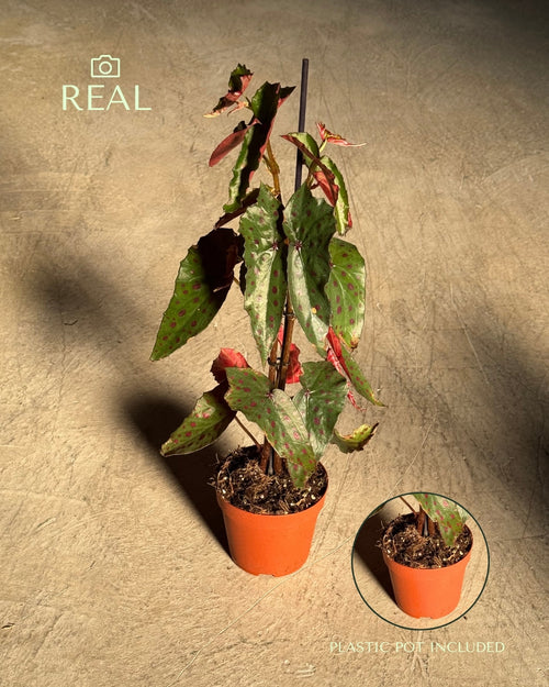 Begonia Rosa - Amphioxus Malachosticta real