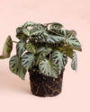 Begonia_Silver_Jewel_M