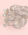 Begonia_Silver_Jewel_M_care