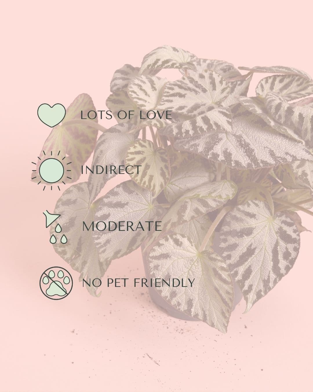 Begonia_Silver_Jewel_M_care