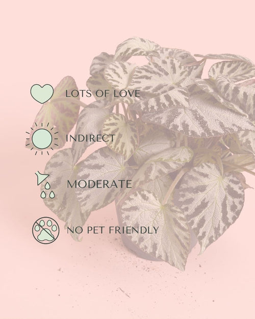 Begonia_Silver_Jewel_M_care