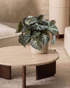 Begonia_Silver_Jewel_M_context