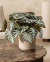 Begonia_Silver_Jewel_M_context_2