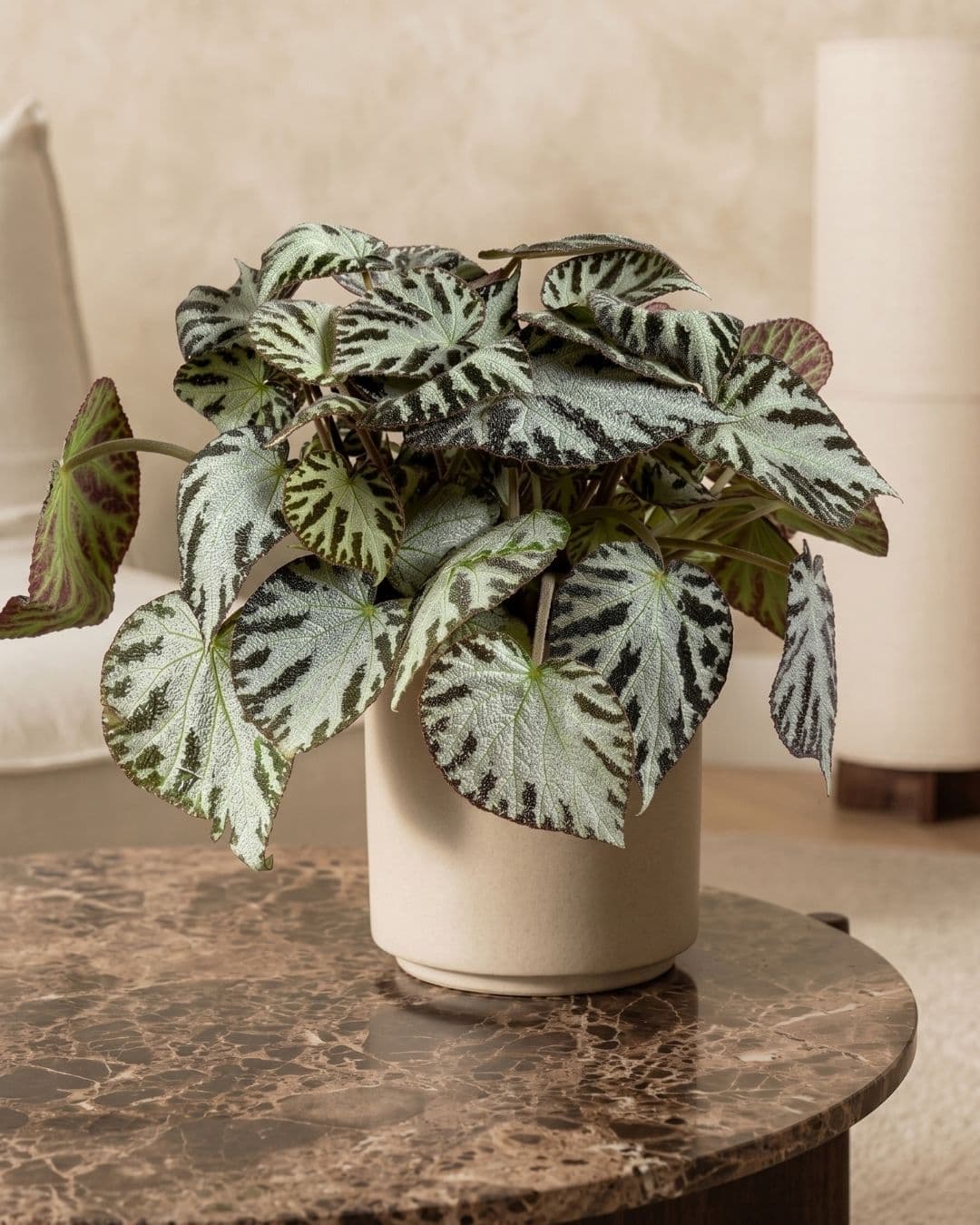 Begonia_Silver_Jewel_M_context_2