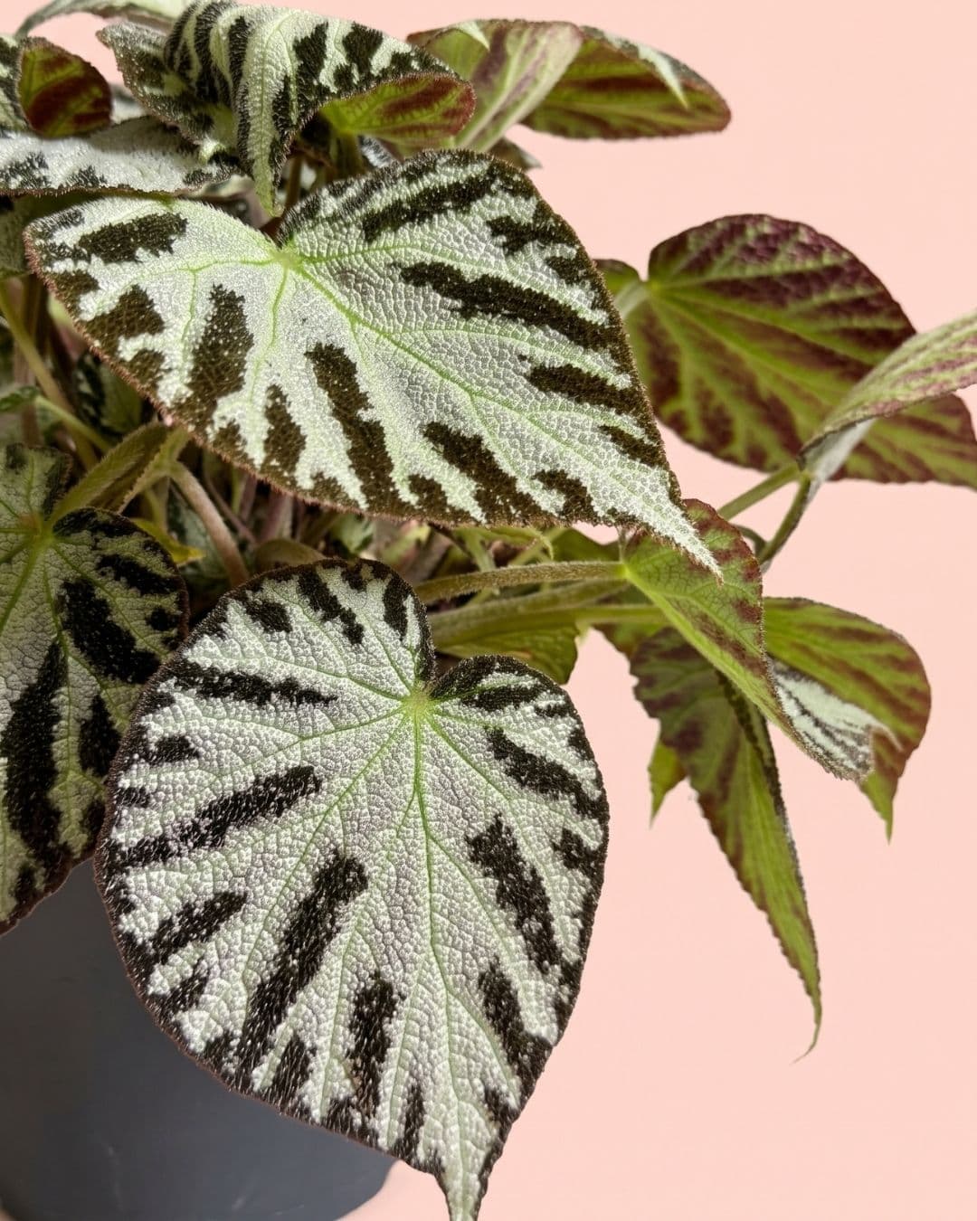 Begonia_Silver_Jewel_M_detail