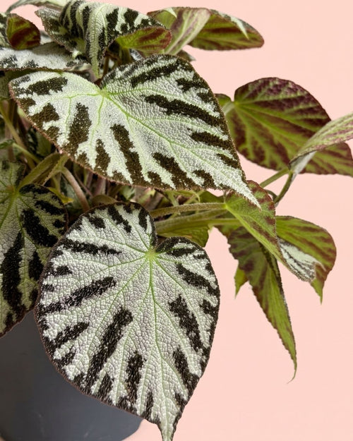 Begonia_Silver_Jewel_M_detail