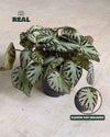 Begonia_Silver_Jewel_M_real