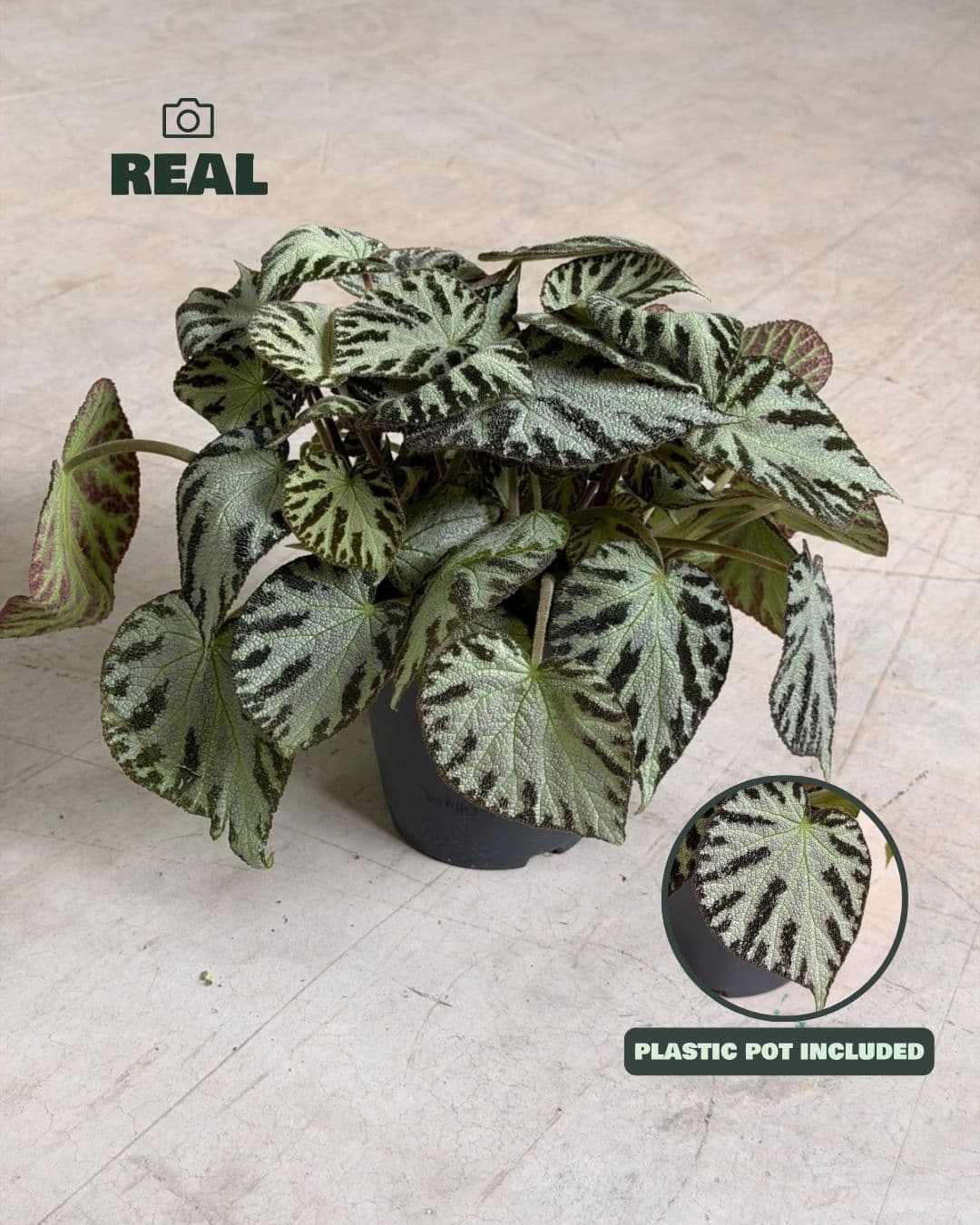 Begonia_Silver_Jewel_M_real