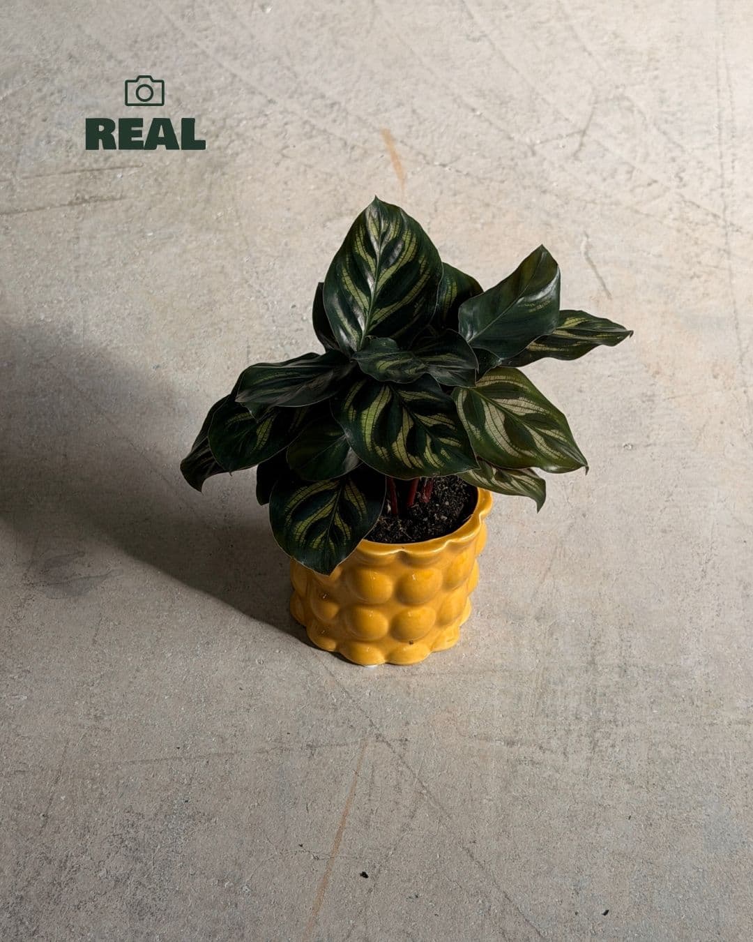 Bob_Mini_Maceta_Ceramica_Amarilla_6cm_real